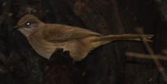 Pycnonotus conradi