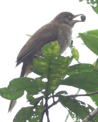 Pycnonotus conradi