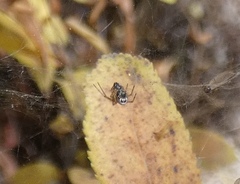 Frontinellina frutetorum