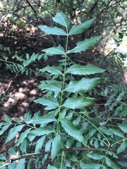 Xanthoceras sorbifolium