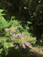 Cedronella canariensis