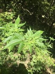 Cedronella canariensis