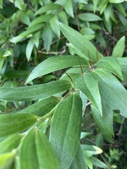 Dasyphyllum spinescens