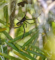 Latrodectus tredecimguttatus