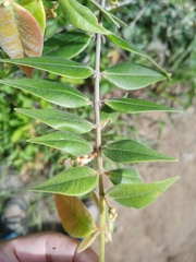 Myrcia