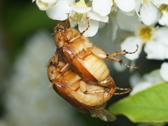 Rhizotrogus aestivus