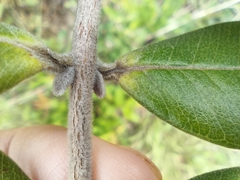 Myrcia