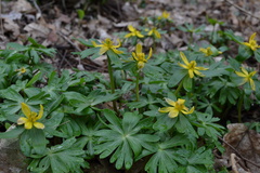 Eranthis hyemalis