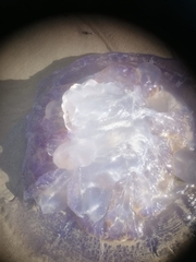 Rhizostoma pulmo