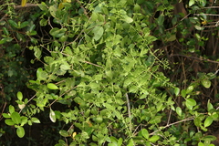 Salvadora persica
