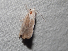 Neaxestis piperitella