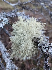 Usnea subfloridana