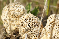 Morchella steppicola