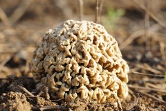 Morchella steppicola