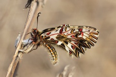Zerynthia polyxena