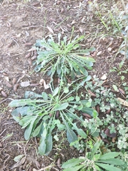 Reichardia picroides