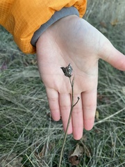 Camassia