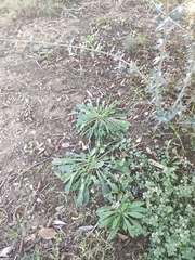 Reichardia picroides