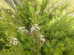 Kunzea