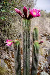 Trichocereus vollianus