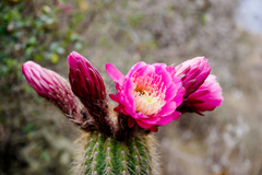 Trichocereus vollianus