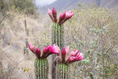 Trichocereus vollianus