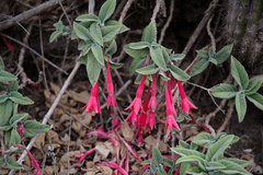 Fuchsia apetala