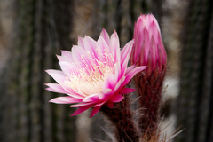 Trichocereus vollianus