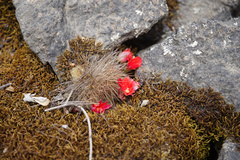 Aylostera fiebrigii