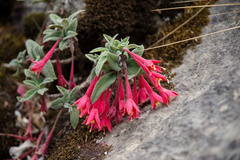 Fuchsia apetala