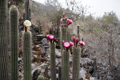 Trichocereus vollianus