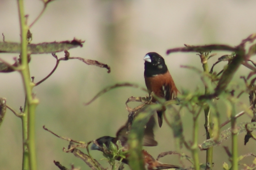 Chestnut Munia