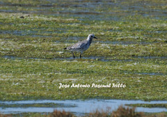 Pluvialis squatarola