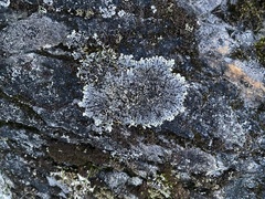 Physcia caesia