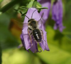 Melitta haemorrhoidalis