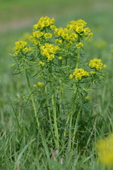 Euphorbia cyparissias