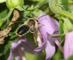 Melitta haemorrhoidalis