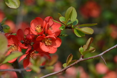 Chaenomeles