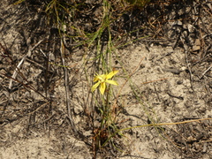 Moraea inconspicua