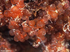 Botryocladia botryoides