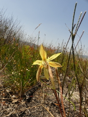 Moraea inconspicua