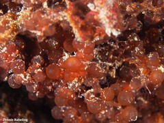 Botryocladia botryoides