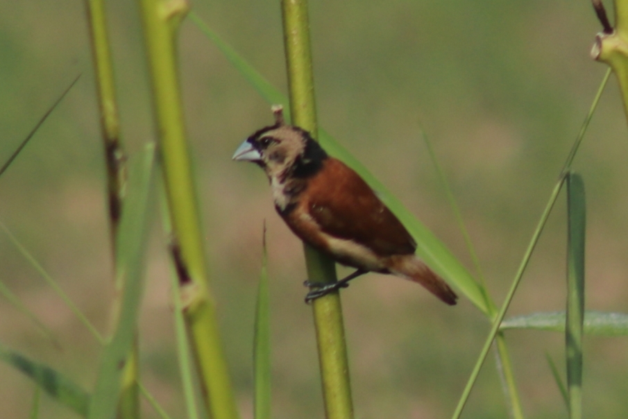 Chestnut Munia