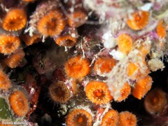 Balanophyllia regia