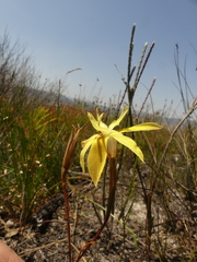 Moraea inconspicua