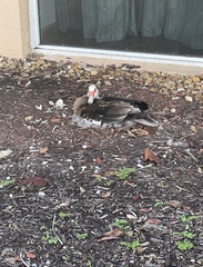 Cairina moschata domestica