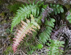 Cranfillia deltoides