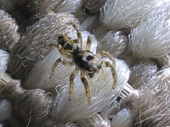 Salticus scenicus
