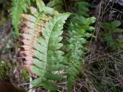 Cranfillia deltoides