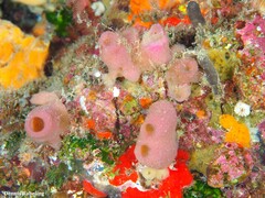 Haliclona mediterranea